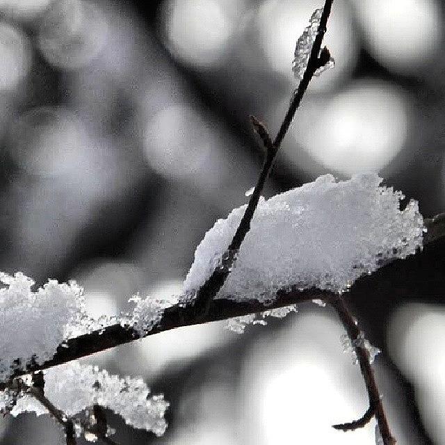Winter Photograph - Left Over #snow. #winter #branch by Brian Harris