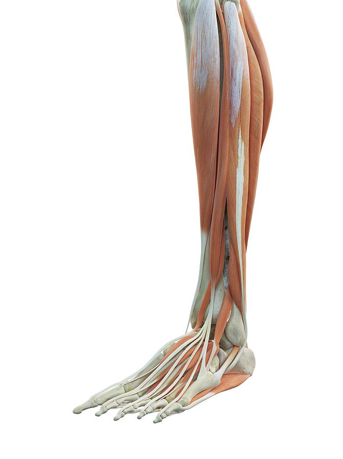 Illustration Photograph - Leg And Foot Muscles by Sciepro