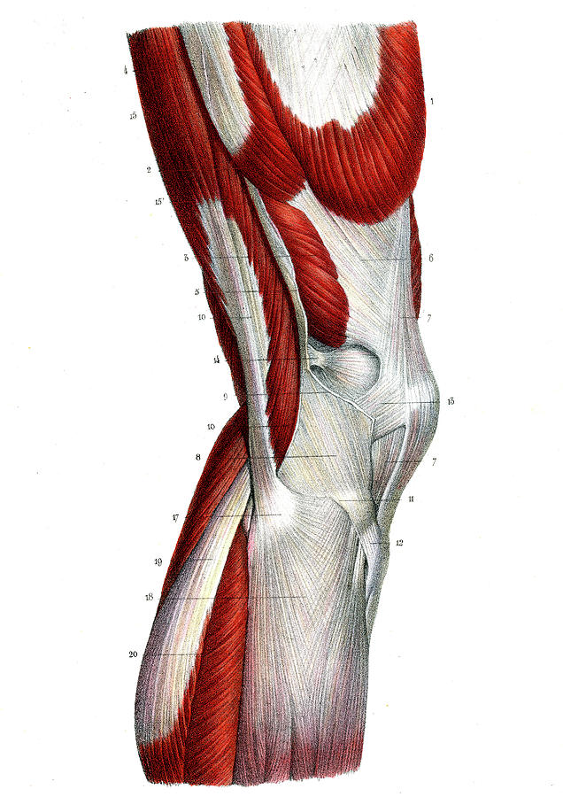 Leg And Knee Muscles Photograph by Collection Abecasis - Pixels