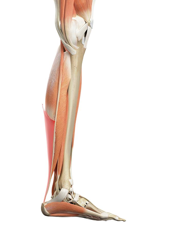 Leg Tendon Photograph By Sebastian Kaulitzki Science Photo Library 