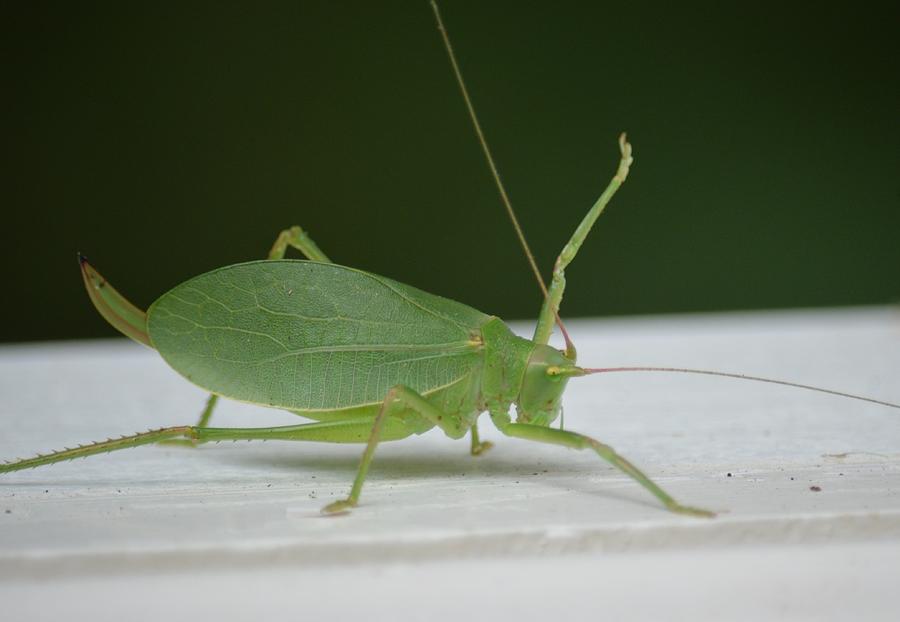 Leg Up - Katydid Photograph by Maria Urso - Pixels