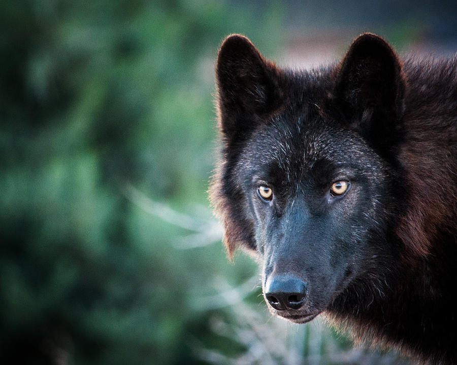 Wolves Photograph - Legend by Diane Wood