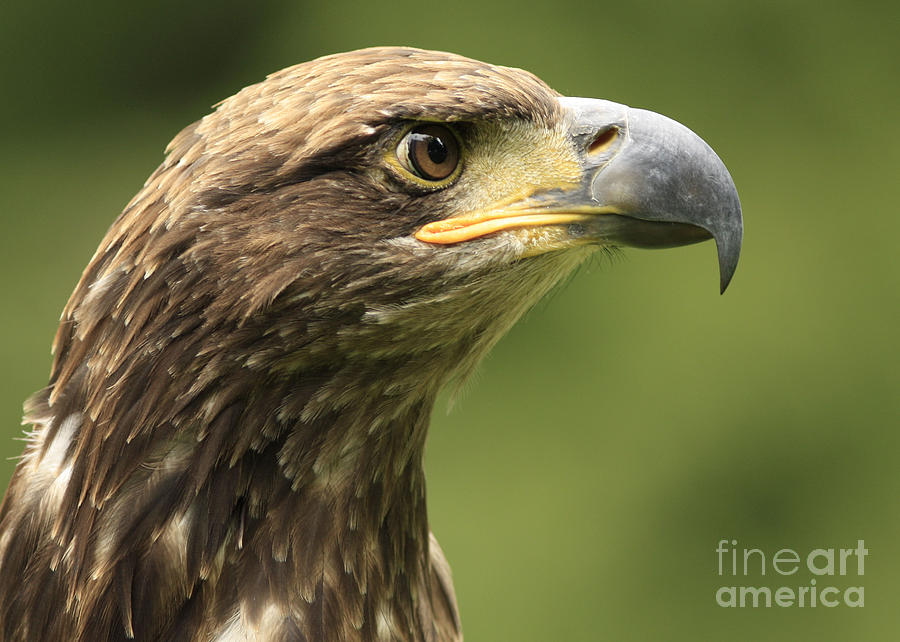 Nature Photograph - Legendary Juvenile Bald Eagle  by Inspired Nature Photography Fine Art Photography