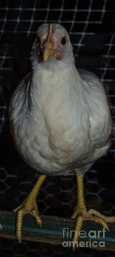 Leghorn Chicken Photograph