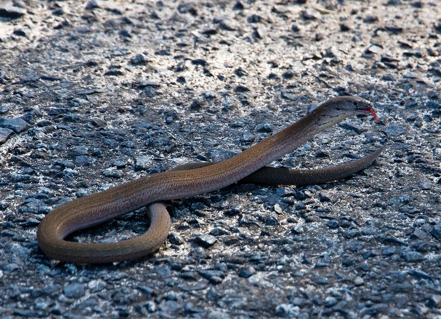 Snake Photograph - Legless lizard or a snake ? by Miroslava Jurcik