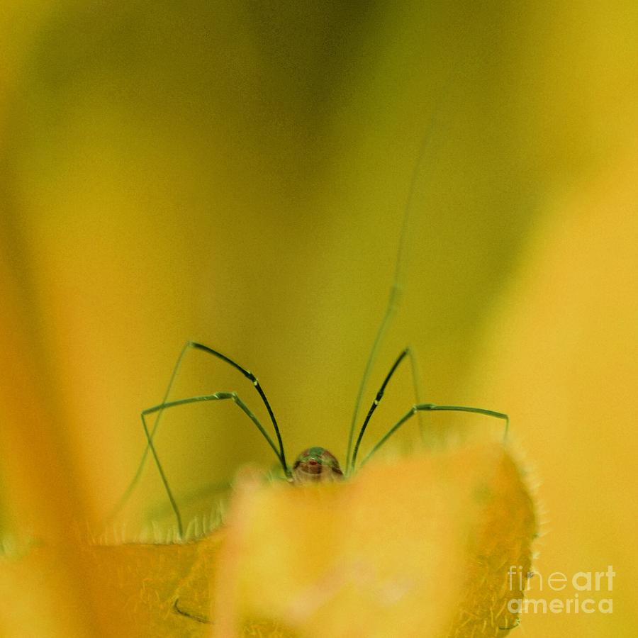 Spider Photograph - Legs by Aimelle Ml
