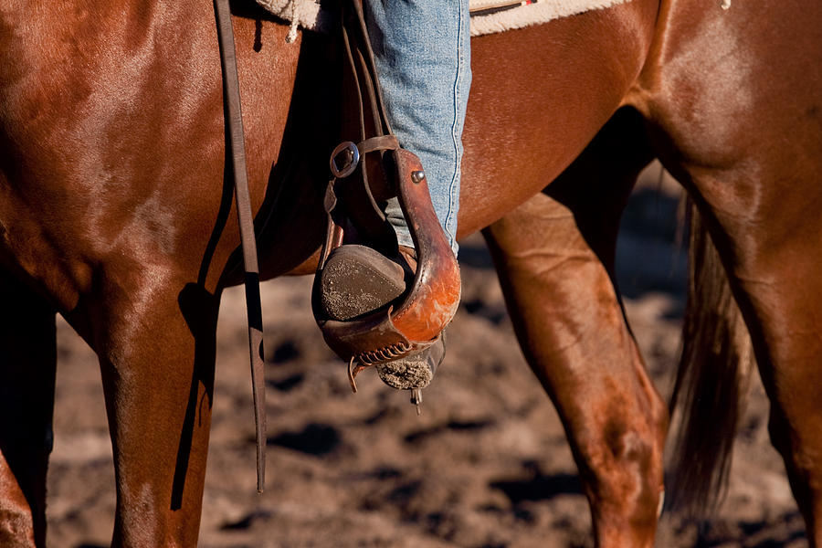 Horse Photograph - Legs - Colour by Michelle Wrighton