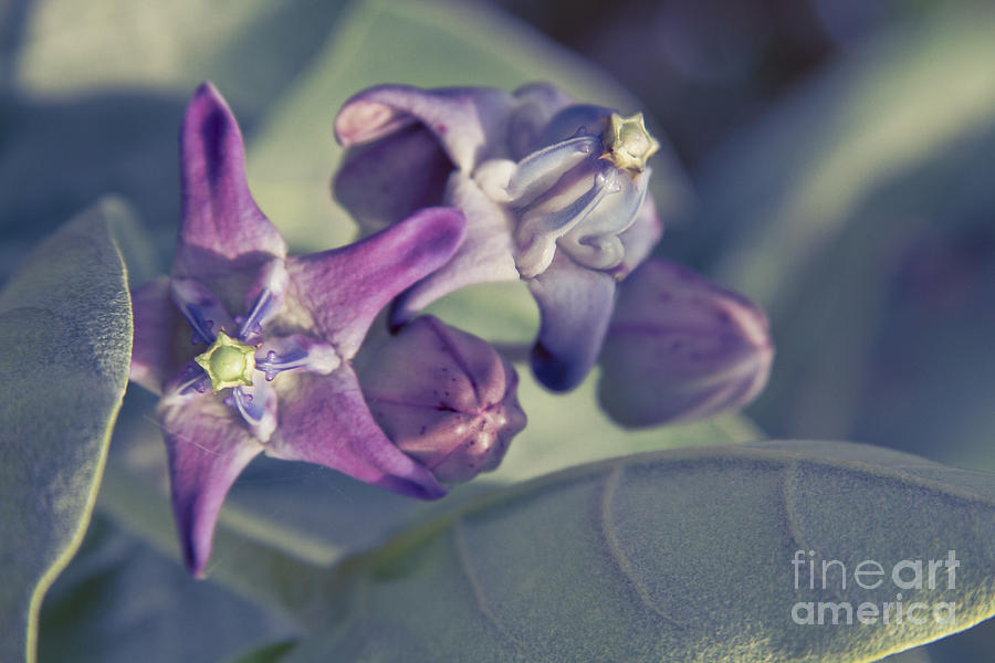lei pua kalaunu crown flower calotropis gigantea photograph by