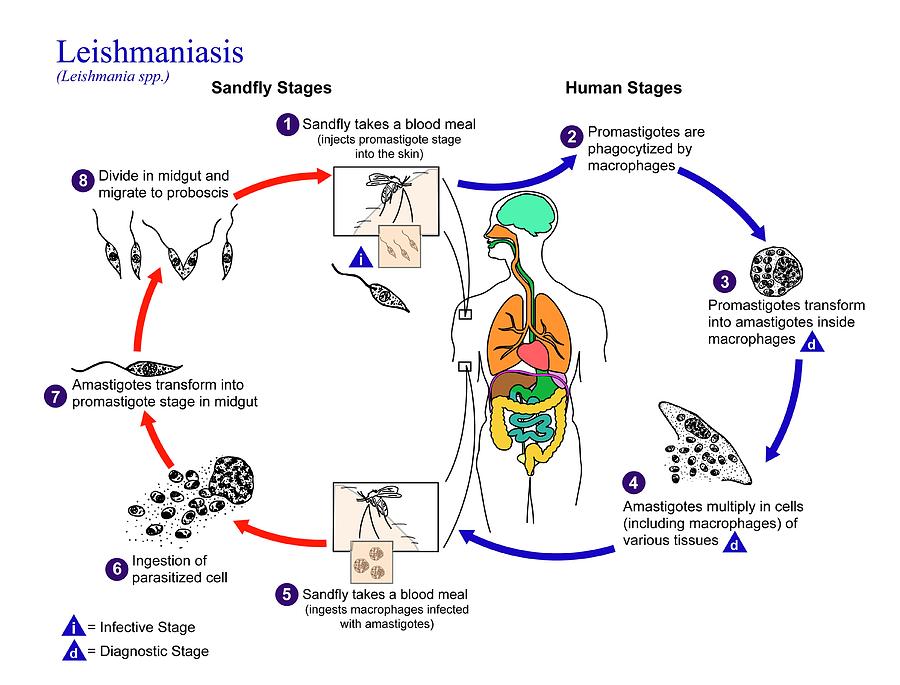 Leishmaniasis Protozoan Life-cycle Photograph by Cdc/science Photo Library