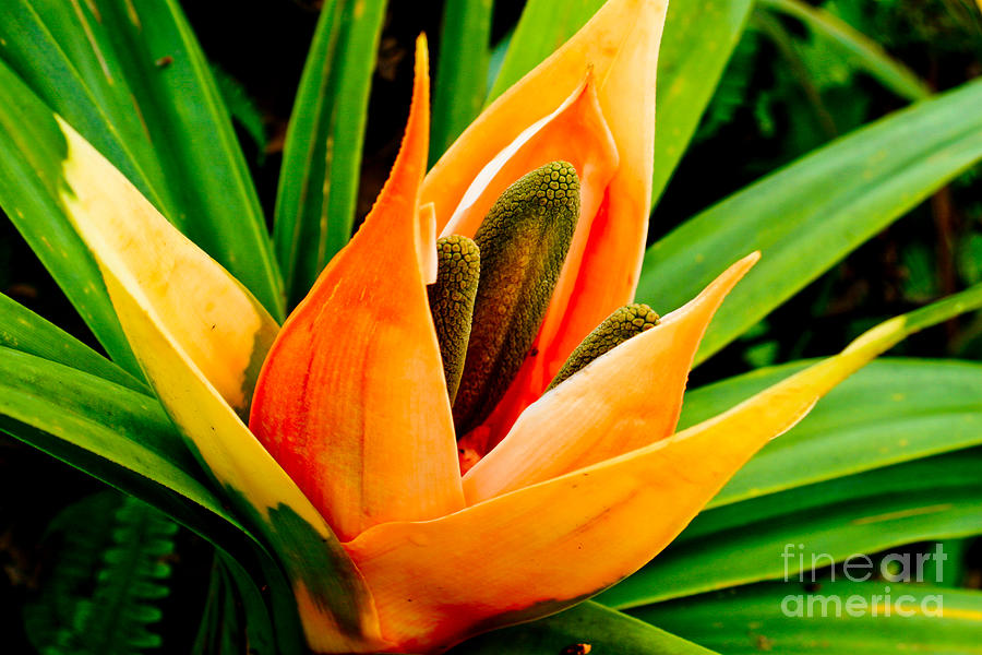 Le'le Flower Fruit Photograph by Laarni Montano - Fine Art America