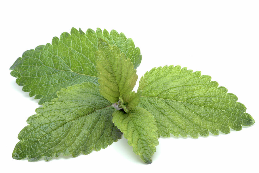 Lemon Balm Photograph by Bildagentur-online/th Foto/science Photo ...