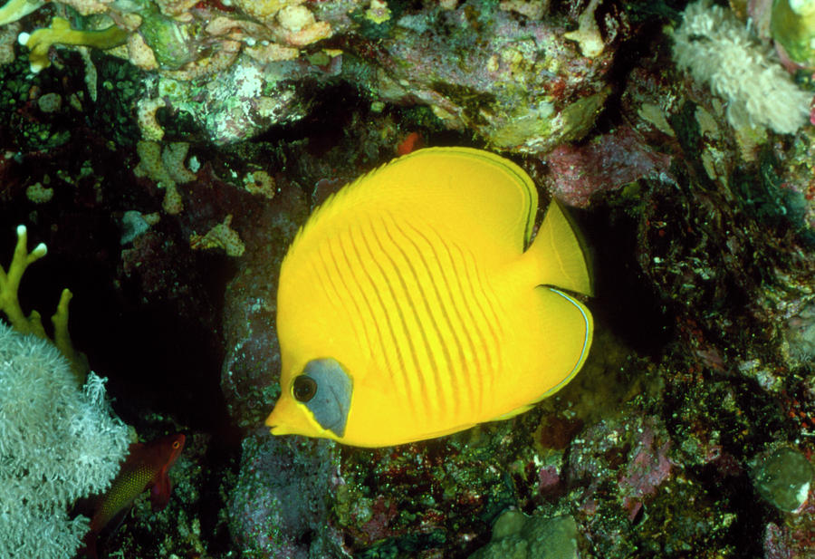 Lemon Butterfly Fish Photograph by Science Photo Library Lemon Butterfly Fish Photograph by Science Photo Library