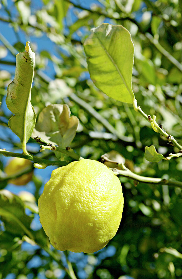 Lemon (citrus Limon) Photograph by Science Photo Library