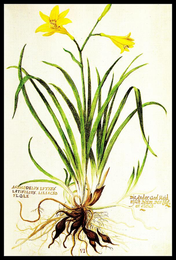 Lemon Daylily Botanical Drawing by Rose Santuci-Sofranko
