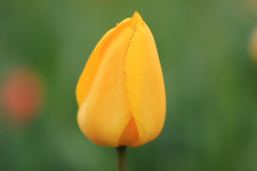 Lemon Drop Tulip Photograph by Rachel Cohen
