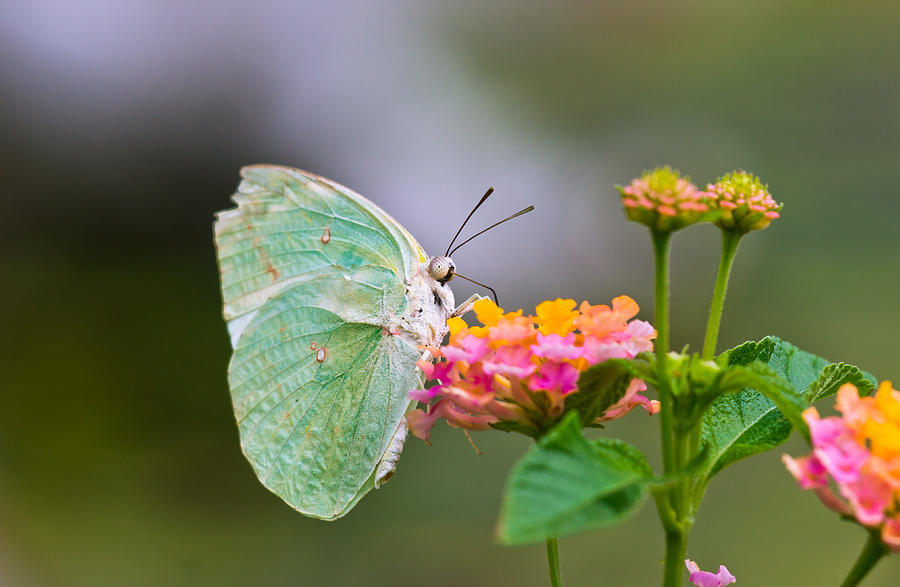 Lemon Emigrant Butterfly Photograph by Scott Carruthers