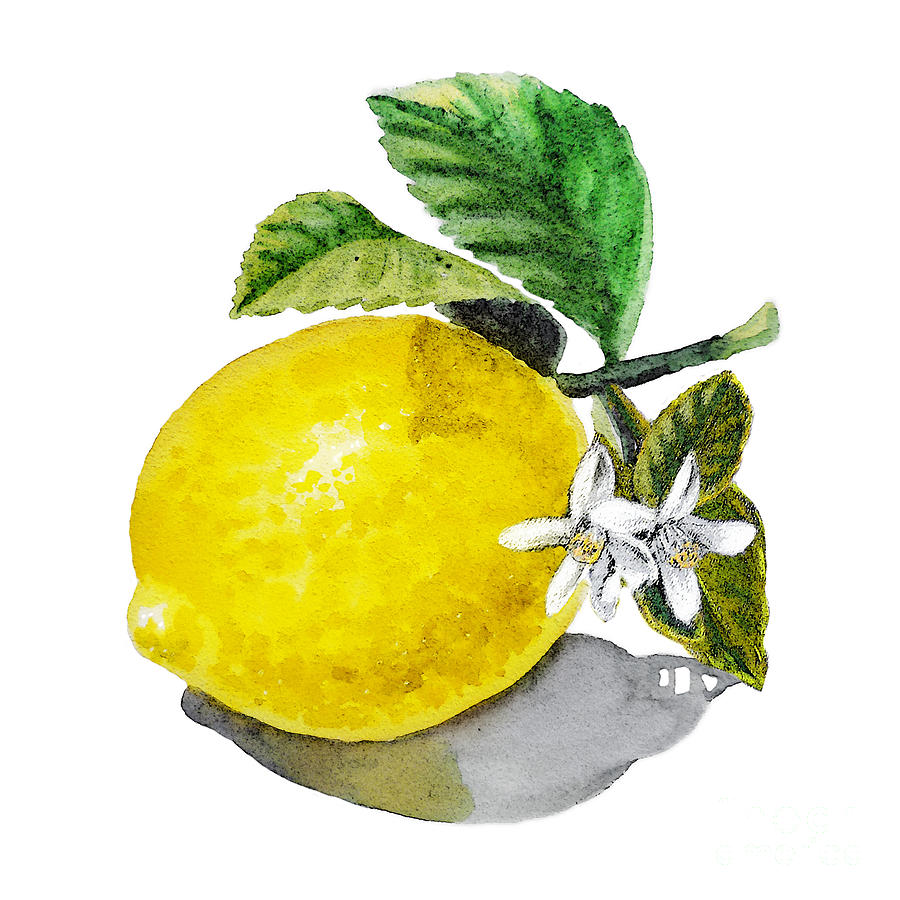 Fruit Painting - Lemon Flowers And Lemon by Irina Sztukowski
