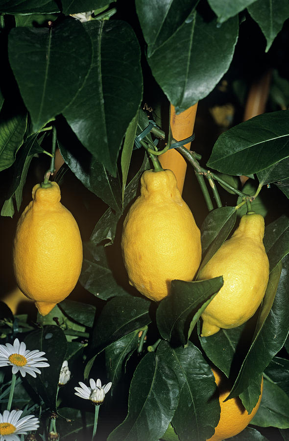 Lemon gareys Eureka Fruit Photograph by Science Photo Library Lemon gareys Eureka Fruit Photograph by Science Photo Library