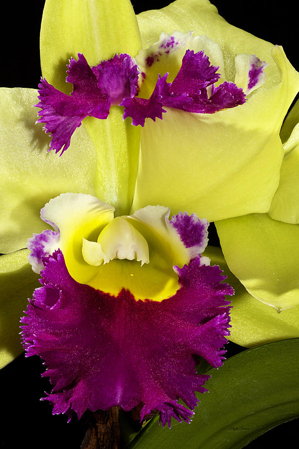 Lemon Green And Purple Orchid Photograph by Phyllis Denton