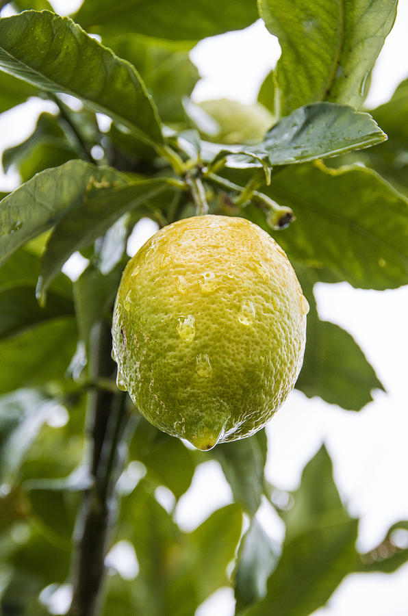 Lemon in tree Photograph by Paulo Goncalves
