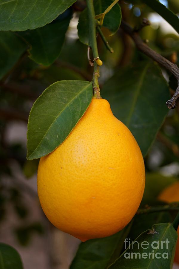 Lemon Photograph by Kerri Mortenson
