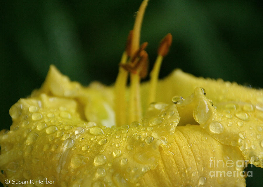 Lemon Lily Drops Photograph by Susan Herber
