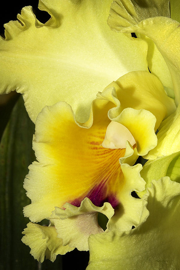 Lemon Lime Orchid Photograph by Phyllis Denton