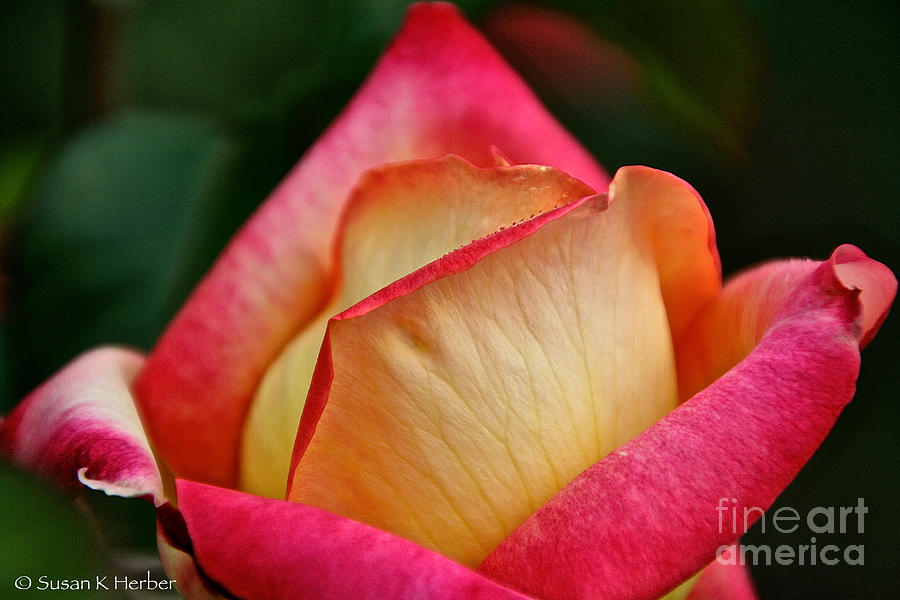 Nature Photograph - Lemon Raspberry Rosebud by Susan Herber