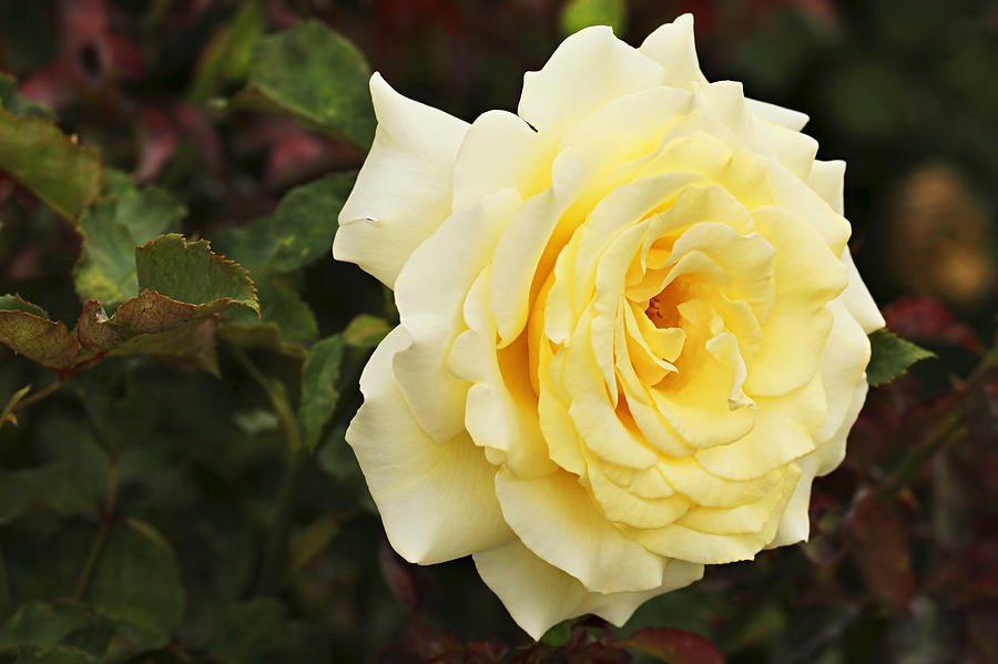 Lemon Rose Photograph by Maxwell Jordan Fine Art America
