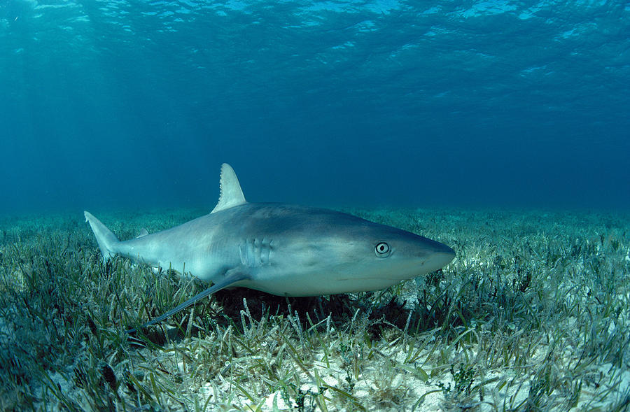 Lemon Shark Photograph by Jeff Rotman