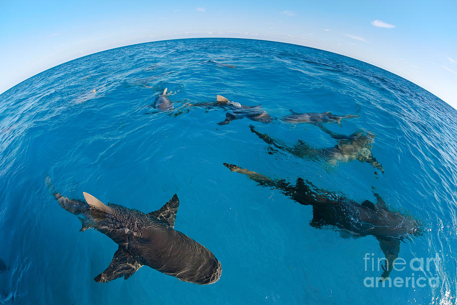 Lemon Sharks, Bahamas Photograph by David Fleetham