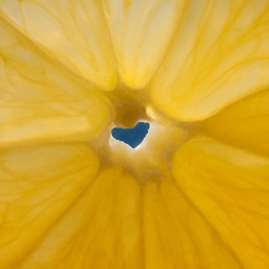Lemon Sunshine Love Photograph by Tikvahs Hope