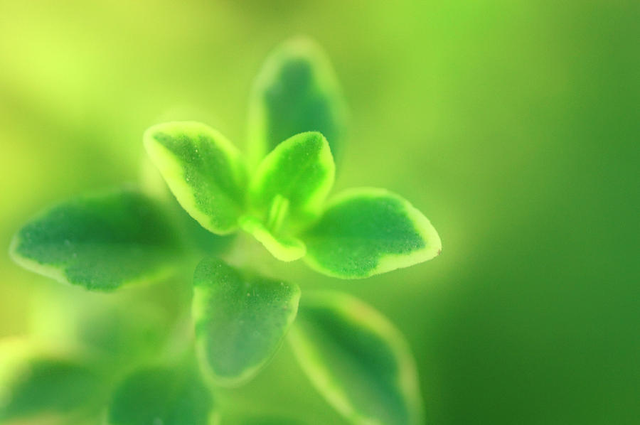 Lemon Thyme (thymus X Citriodorus) Photograph by Science Photo Library Lemon Thyme (thymus X Citriodorus) Photograph by Science Photo Library
