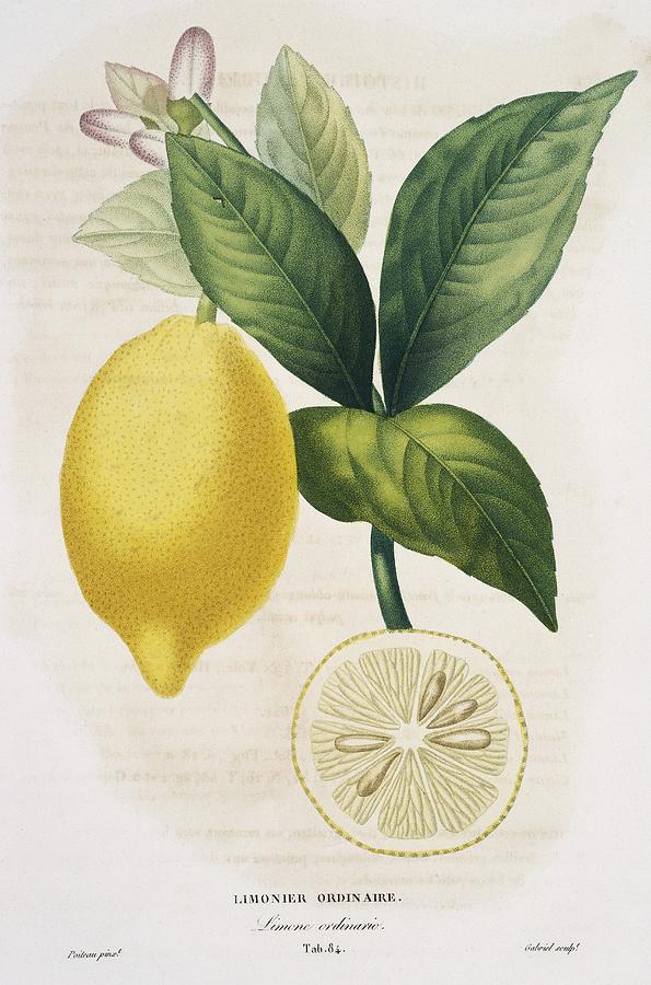 Lemon Tree Citrus Limon Photograph by Natural History Museum, London/science Photo Library