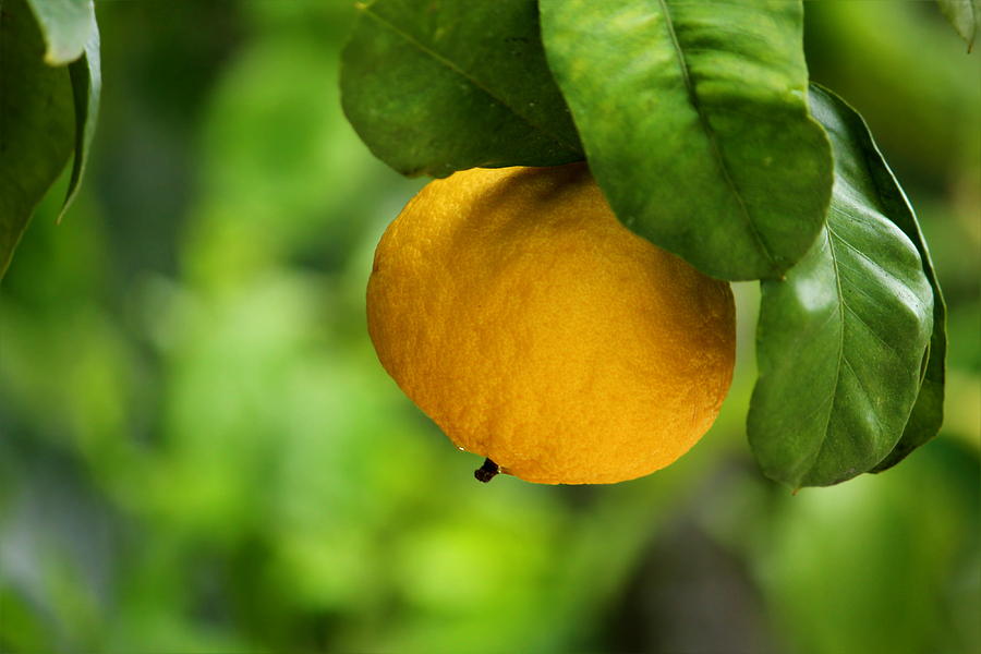 Lemon Photograph - Lemon tree by Heike Hultsch