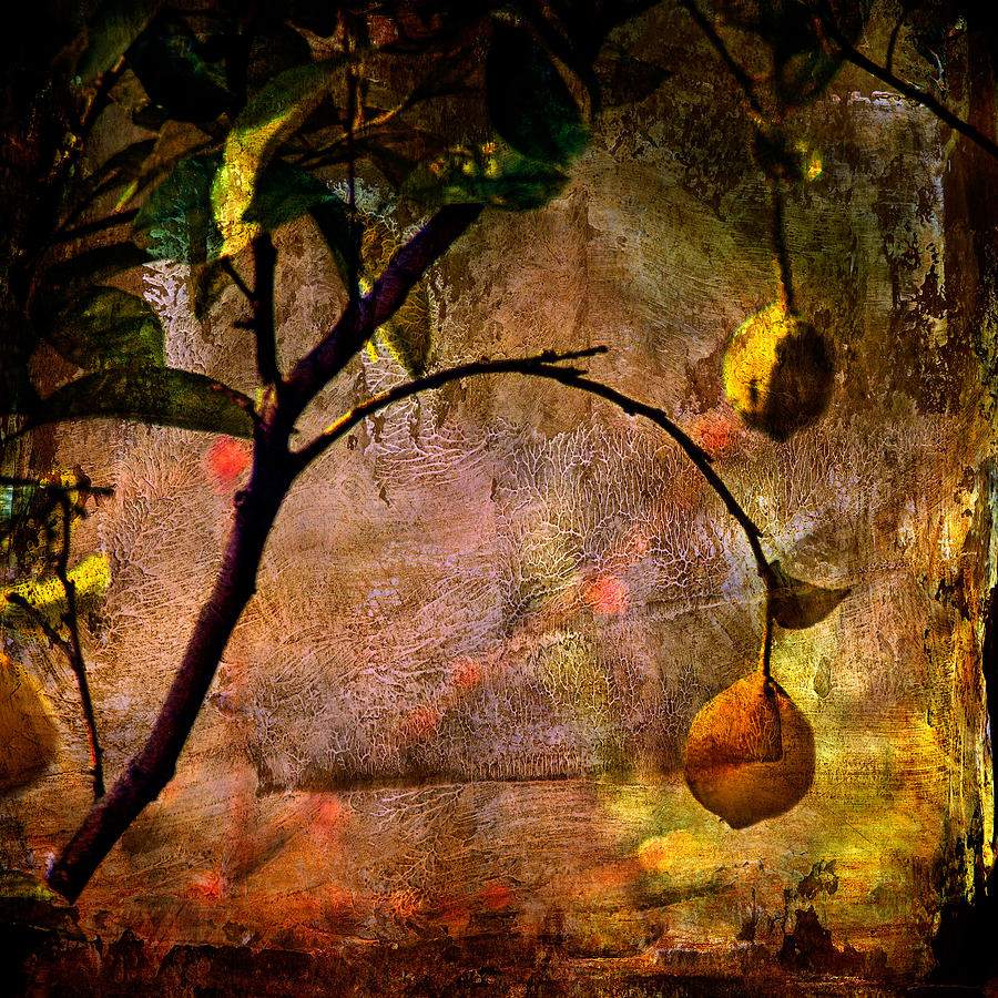 Lemon tree Photograph by Roberto Pagani