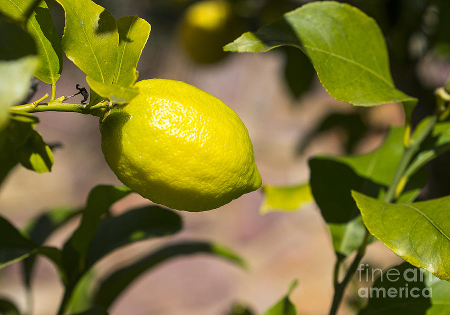 Lemon tree very pretty Photograph by Steven Ralser
