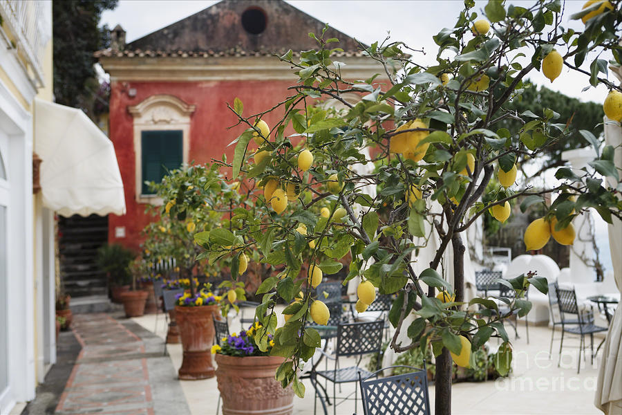 Architecture Photograph - Lemon Trees on a Villa Terrace by George Oze