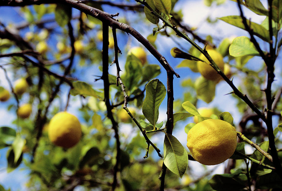 Lemon Trees Photograph by Science Photo Library Lemon Trees Photograph by Science Photo Library