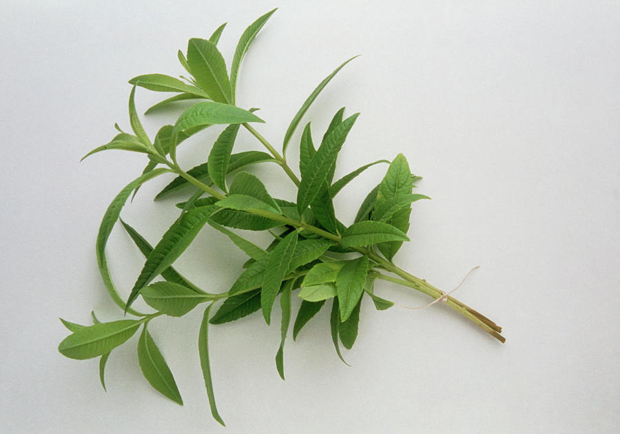 Lemon Verbena Photograph by Science Photo Library Lemon Verbena Photograph by Science Photo Library