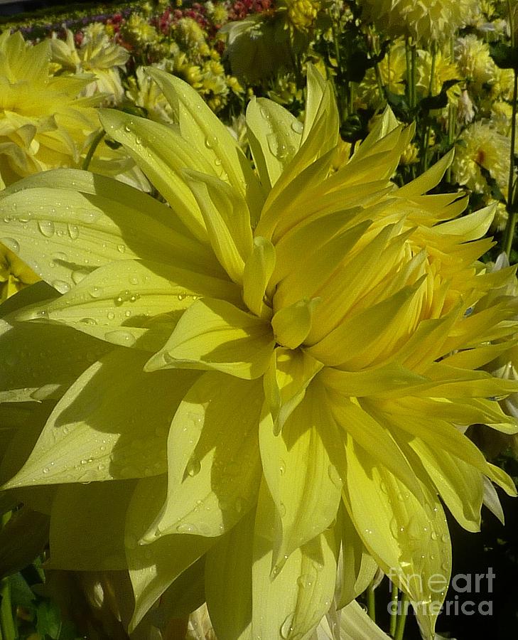 Lemon Yellow Dahlia  Photograph by Susan Garren