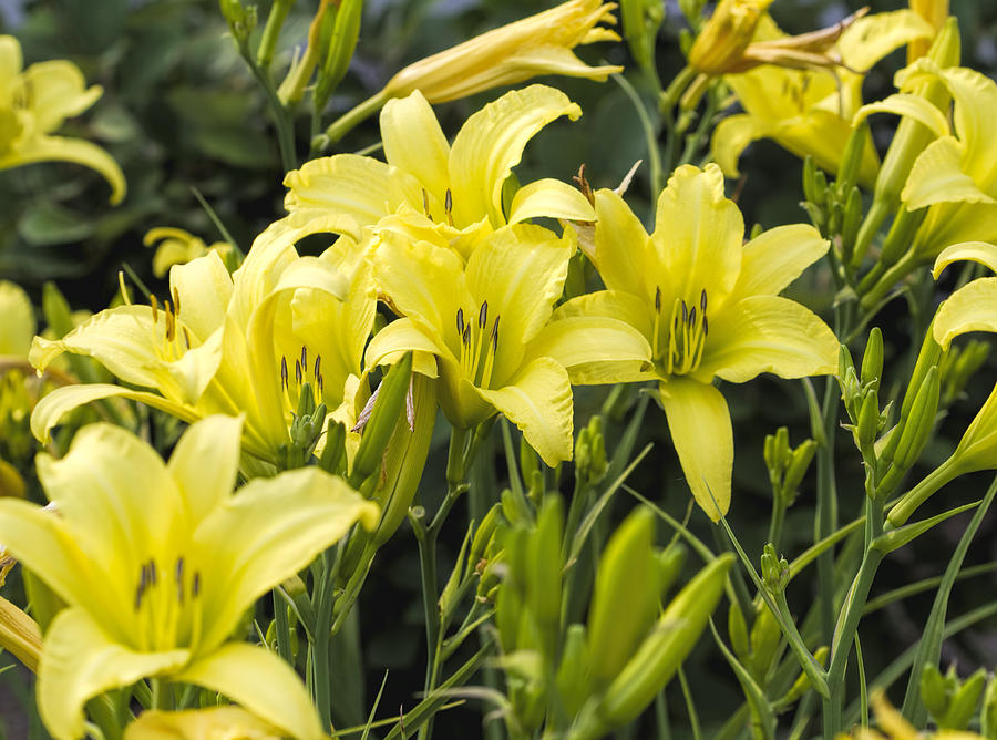 Lemon Yellow Daylilies Photograph by Kathy Clark - Fine Art America