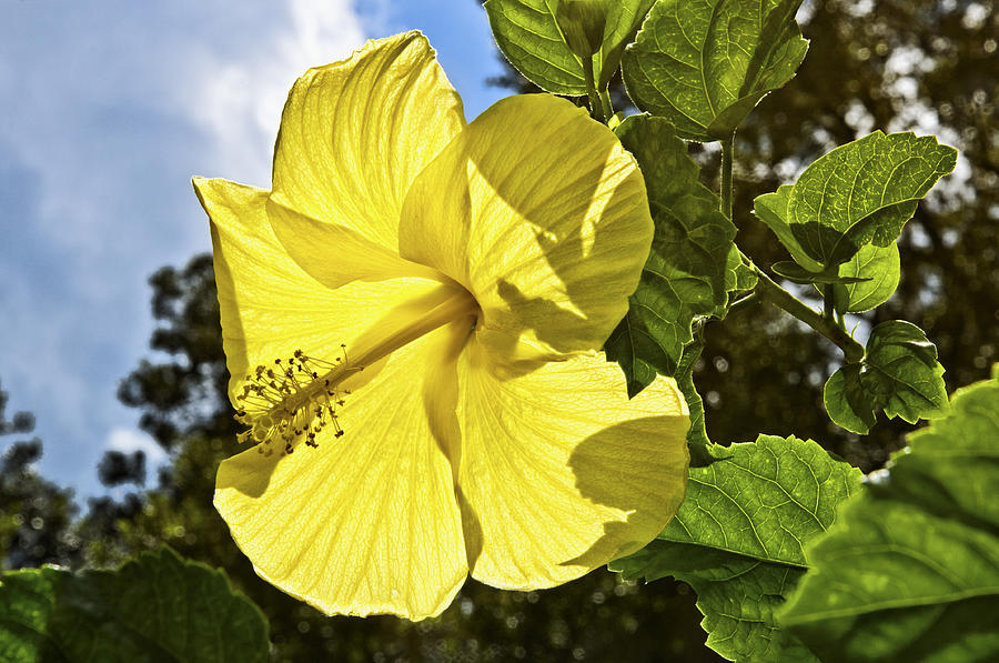 Lemon Yellow Hibiscus Photograph by Louise Hill