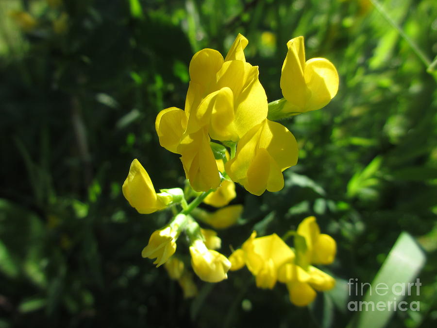 Lemon Yellow Hue Photograph by Martin Howard