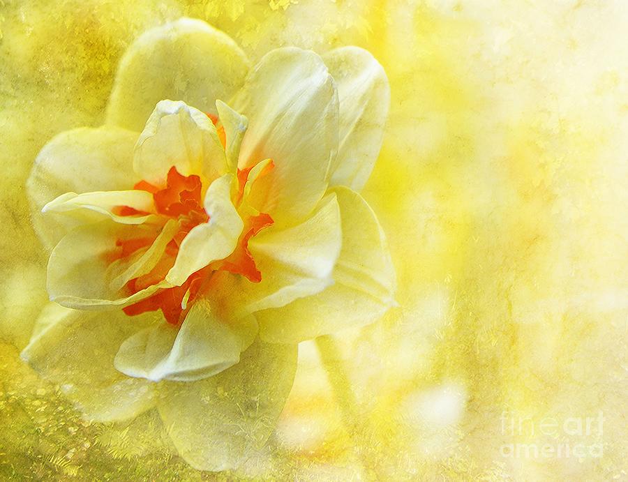 Lemon Yellow Daffodil Photograph by Elaine Manley