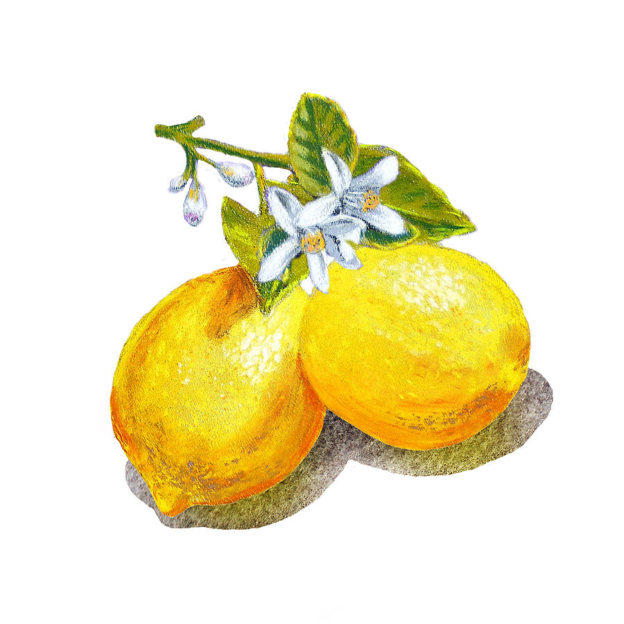 Fruit Painting - Lemons And Blossoms by Irina Sztukowski