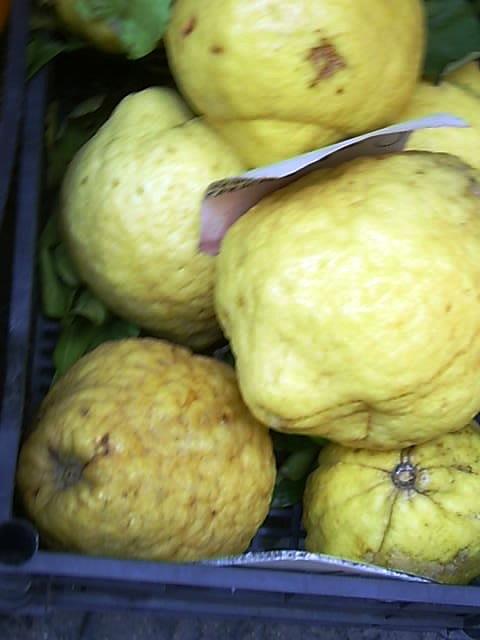 Lemons of Sorento Photograph by Esther Newman-Cohen