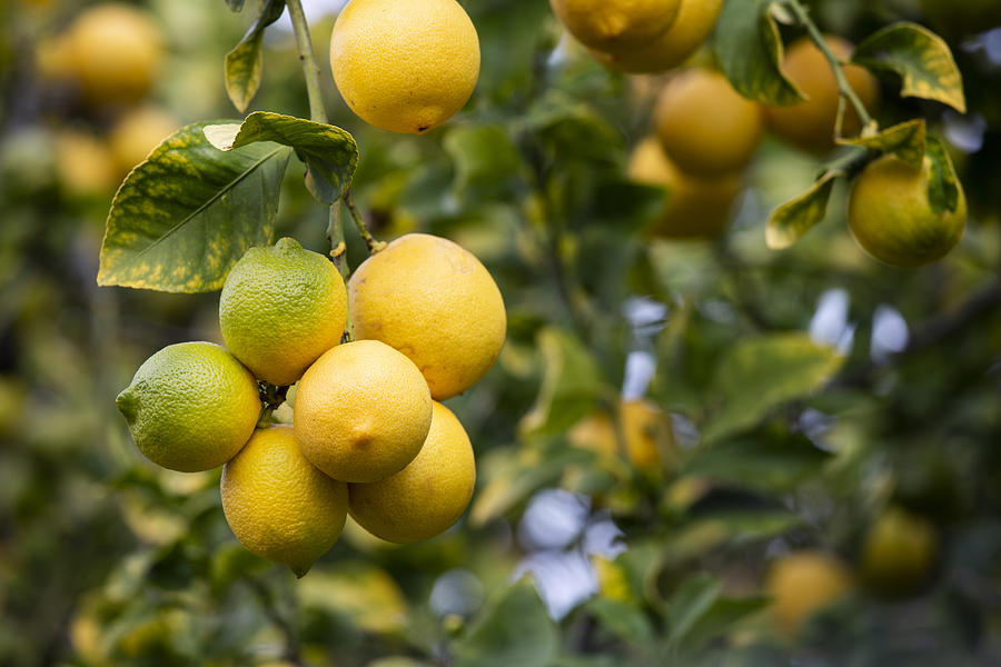 Lemons on the Tree Photograph by Jennifer A Smith