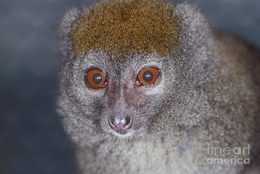 Lemur Photograph by Art Wolfe