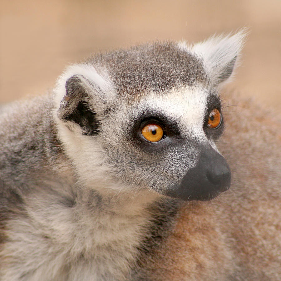Wildlife Photograph - Lemur by Bob and Jan Shriner